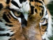 Pierre d'oeil de tigre : est-elle bénéfique pour les femmes enceintes ?