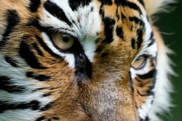 Quels sont les effets de l’œil de tigre sur les enfants ?
