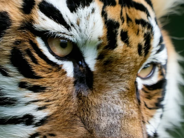 Pierre d'oeil de tigre : est-elle bénéfique pour les femmes enceintes ?