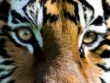 Quels sont les effets de l'œil de tigre sur les enfants ?
