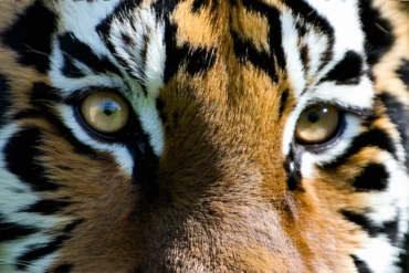 Pierre d’oeil de tigre : est-elle bénéfique pour les femmes enceintes ?