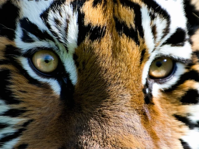 Quels sont les effets de l'œil de tigre sur les enfants ?